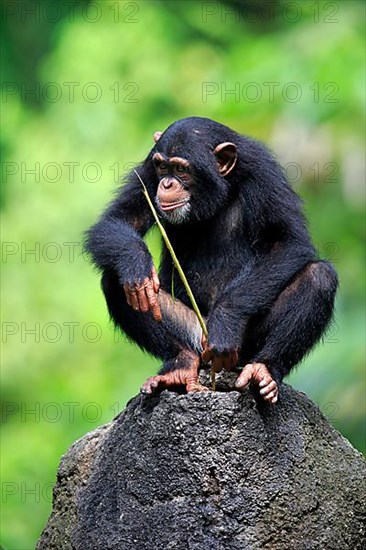 Common chimpanzee