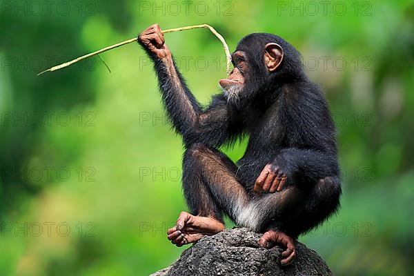 Common chimpanzee