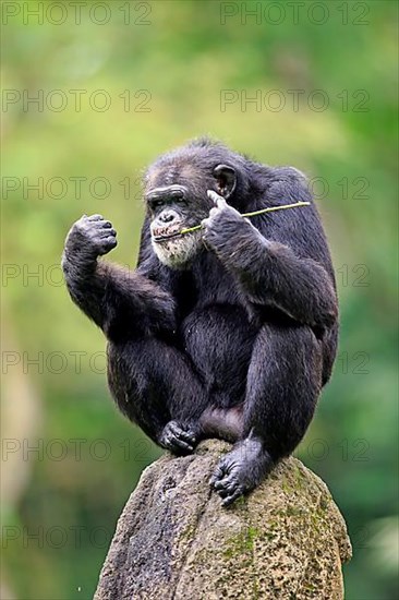 Common Chimpanzee