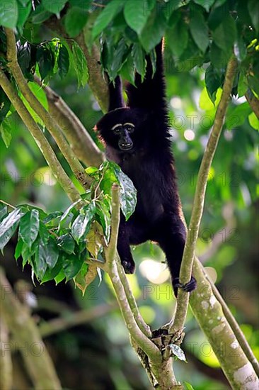 Agile black-handed gibbon