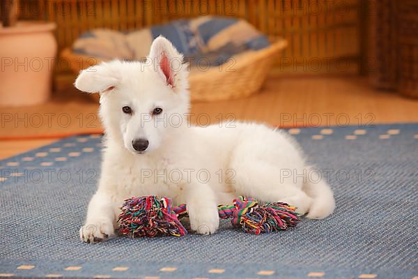 White Swiss Shepherd Dog