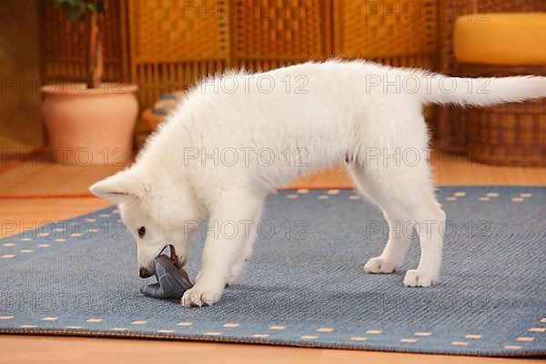 White Swiss Shepherd