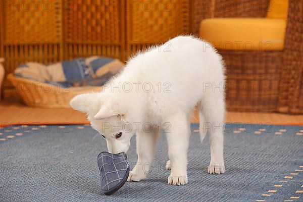 White Swiss Shepherd