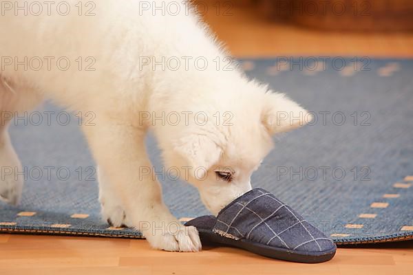 White Swiss Shepherd