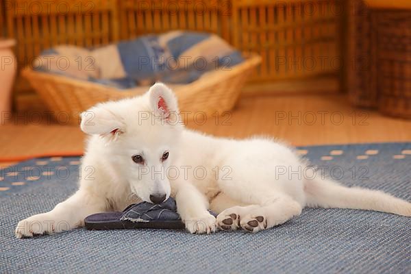 White Swiss Shepherd