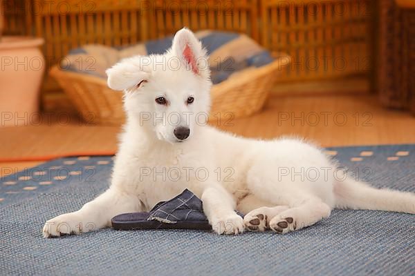 White Swiss Shepherd