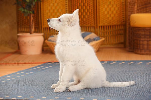 White Swiss Shepherd Dog