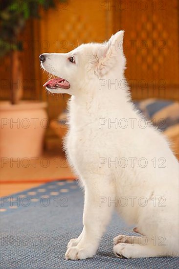 White Swiss Shepherd Dog