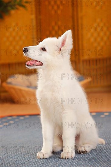 White Swiss Shepherd Dog