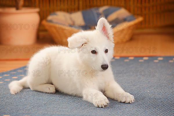 White Swiss Shepherd Dog