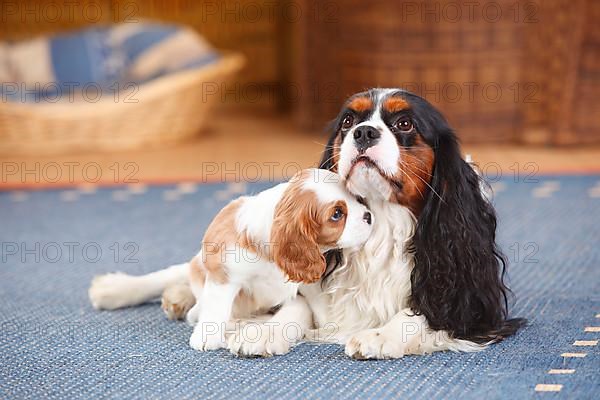 Cavalier King Charles Spaniel