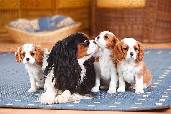 Cavalier King Charles Spaniel