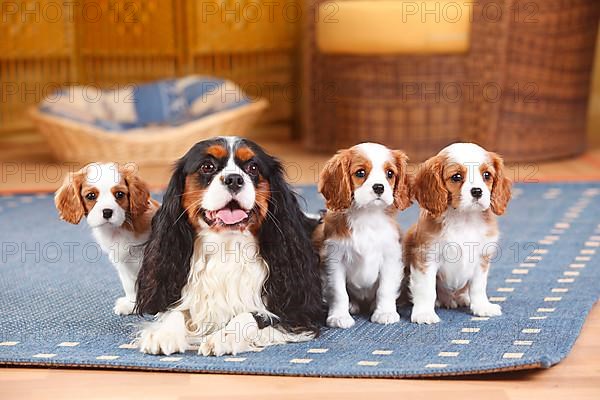 Cavalier King Charles Spaniel