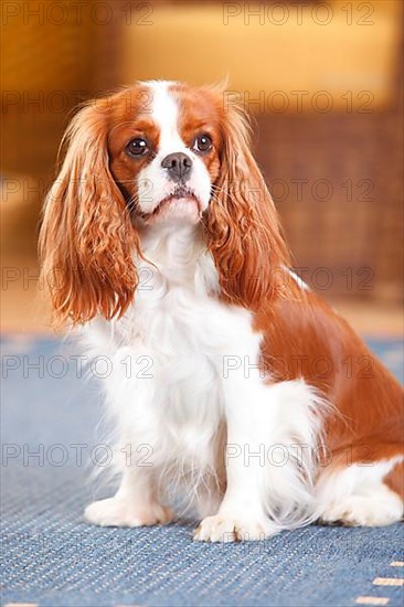 Cavalier King Charles Spaniel