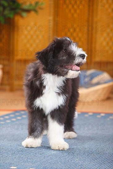 Bearded Collie