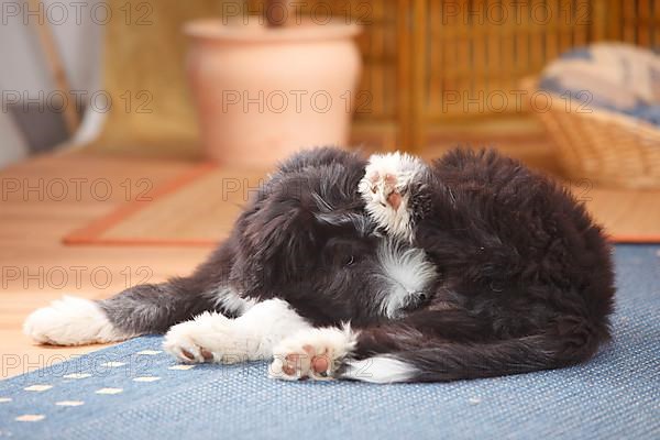 Bearded Collie