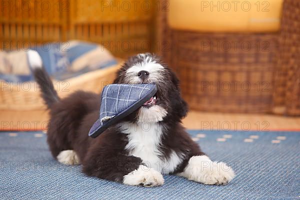 Bearded Collie