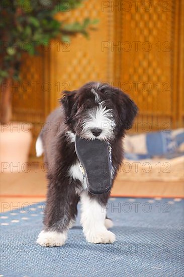 Bearded Collie