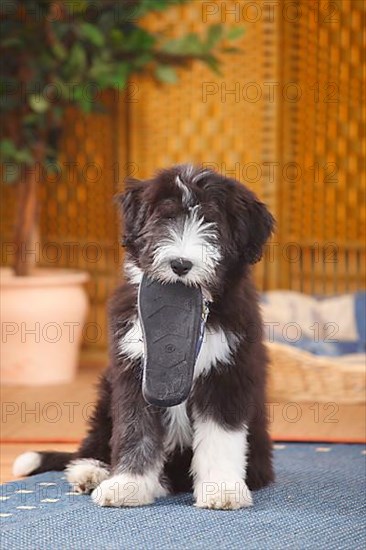 Bearded Collie