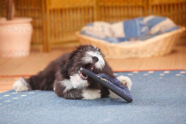 Bearded Collie