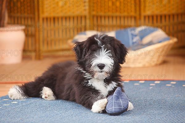 Bearded Collie