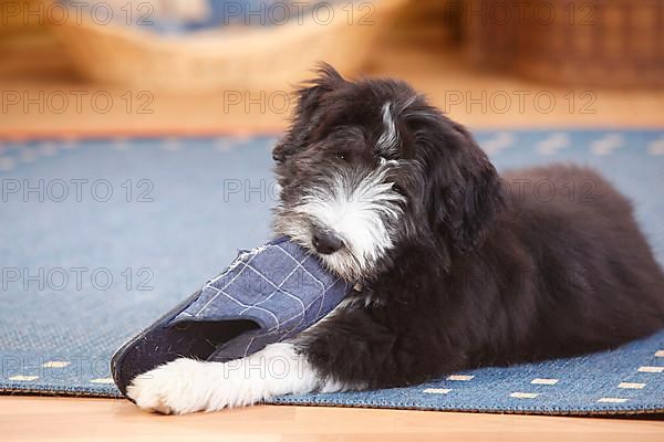 Bearded Collie