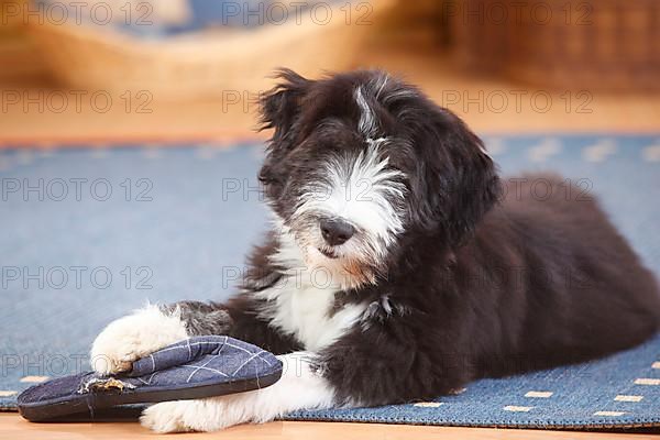 Bearded Collie