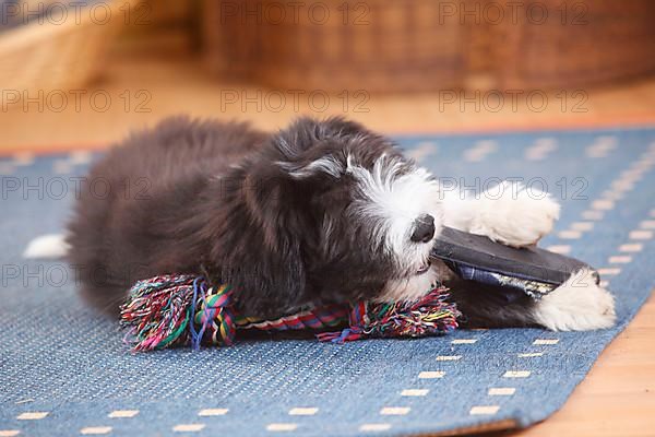 Bearded Collie