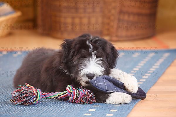 Bearded Collie