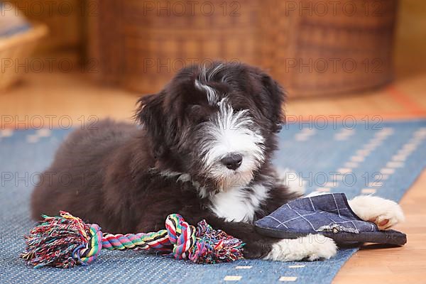 Bearded Collie