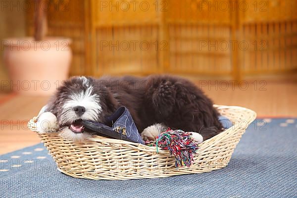 Bearded Collie