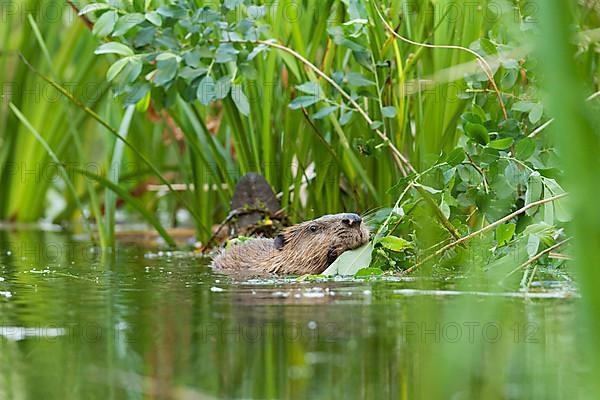 European beaver