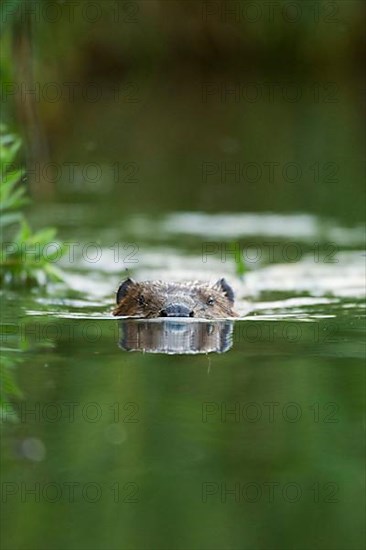 European beaver