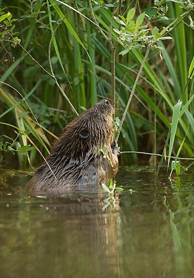 European beaver