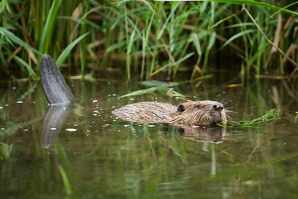 European beaver