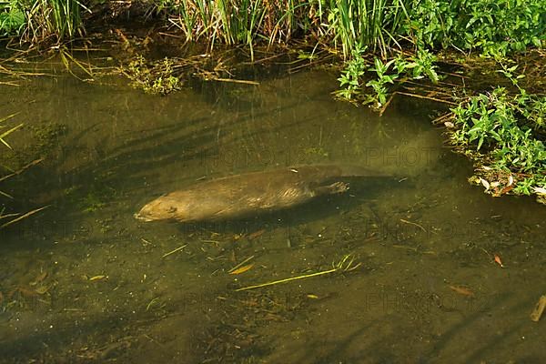 European beaver