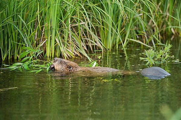 European beaver