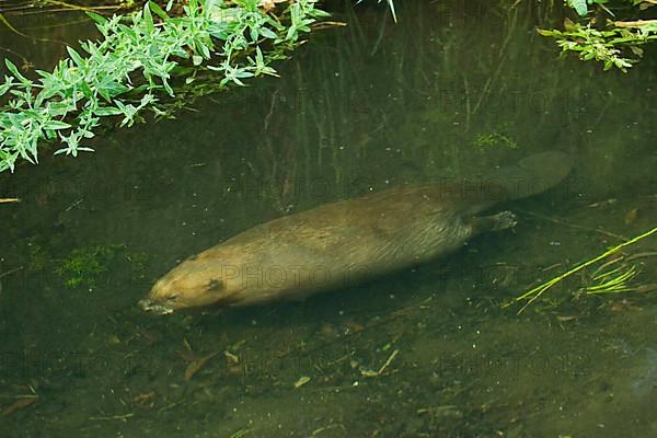 European beaver