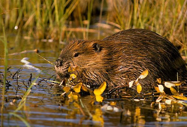 Canada beaver