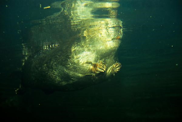 Canada Beaver