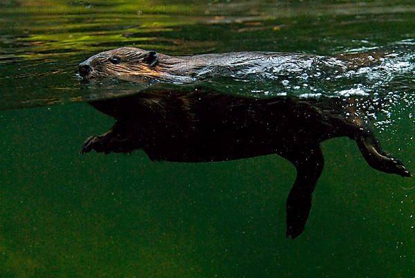 Canada beaver