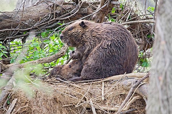 American Beaver