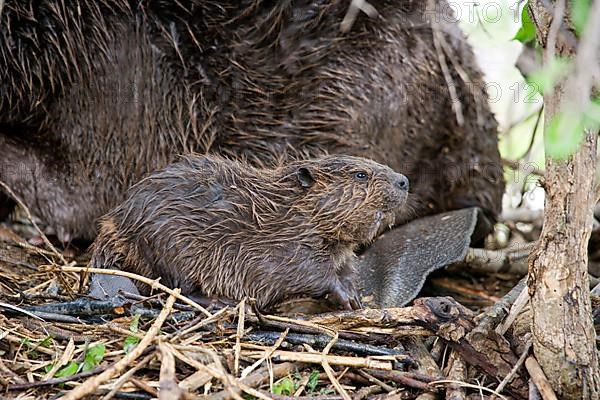 American Beaver