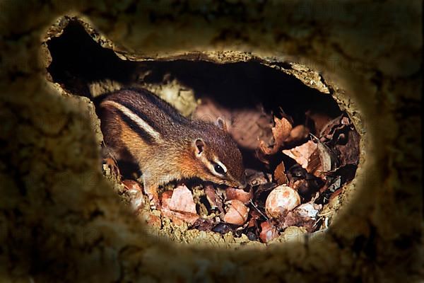 Eastern Chipmunk