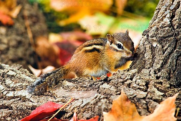 Eastern Chipmunk