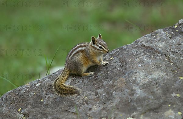 Least chipmunk