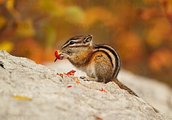 Least Chipmunk