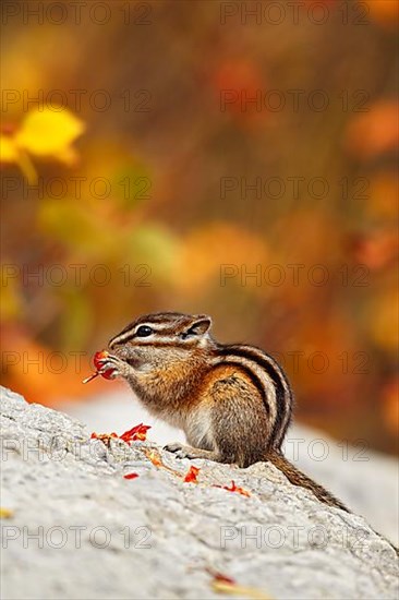 Least Chipmunk