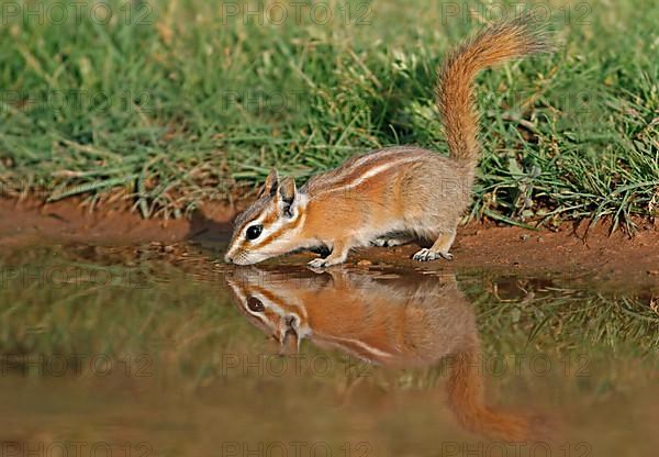 Least Chipmunk