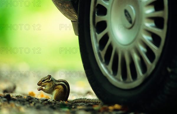 Siberian Chipmunk